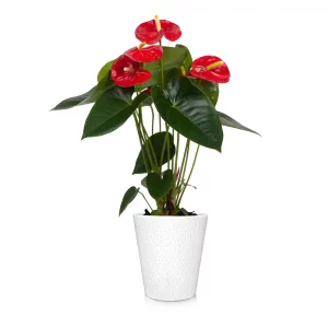Premium Red Anthuriumin Ceramic Pot