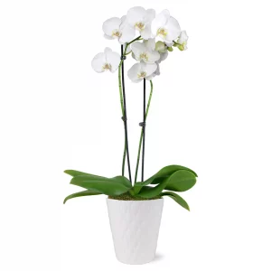Premium White Orchid in Ceramic Pot
