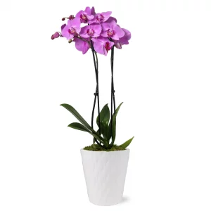Premium Pink Orchid in Ceramic Pot