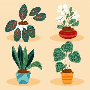 Indoor Plants